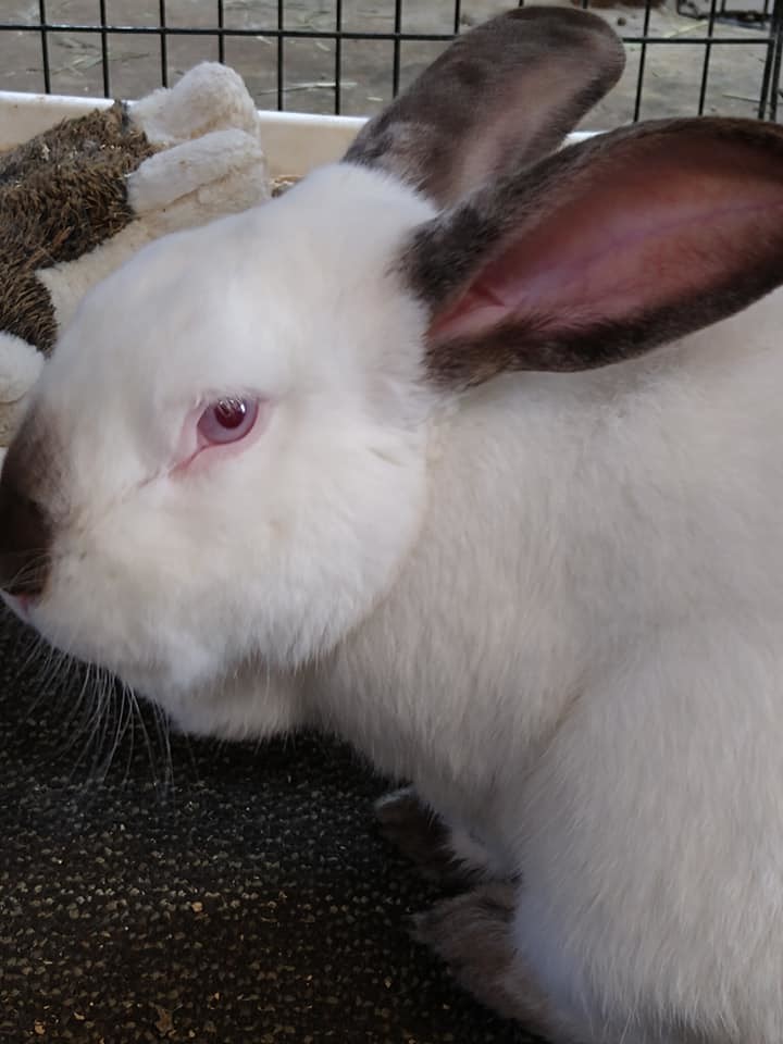 Rabbit For Adoption Titan A Californian In Hahira Ga Petfinder