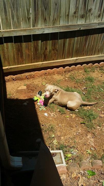 Skyy, an adoptable Pit Bull Terrier in Torrington, CT, 06790 | Photo Image 1