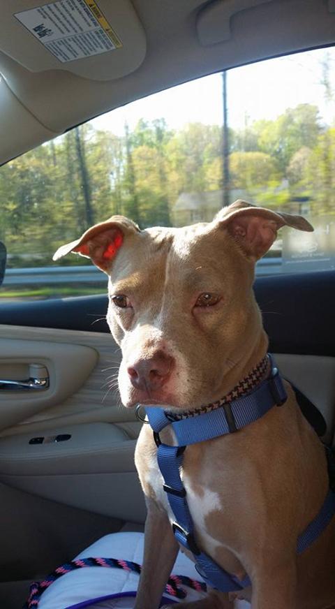 Skyy, an adoptable Pit Bull Terrier in Torrington, CT, 06790 | Photo Image 3