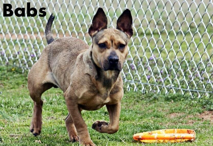 Babs, an adoptable German Shepherd Dog, Basset Hound in Mont Alto, PA, 17237 | Photo Image 2