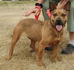 Babs, an adoptable German Shepherd Dog, Basset Hound in Mont Alto, PA, 17237 | Photo Image 3