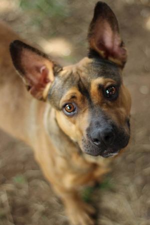 basset hound german shepherd mix puppy