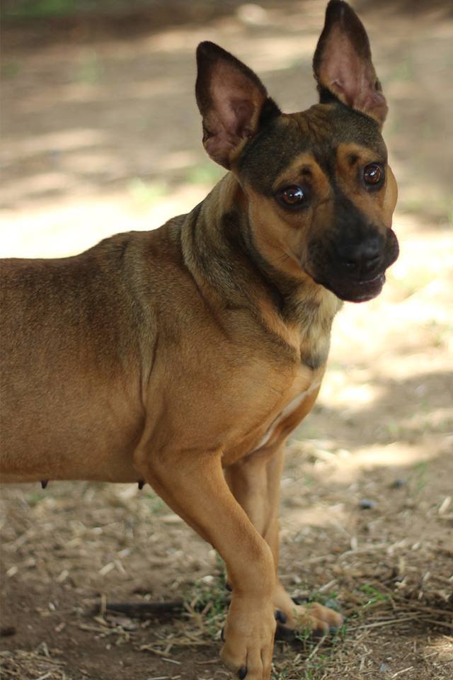 Babs, an adoptable German Shepherd Dog, Basset Hound in Mont Alto, PA, 17237 | Photo Image 4