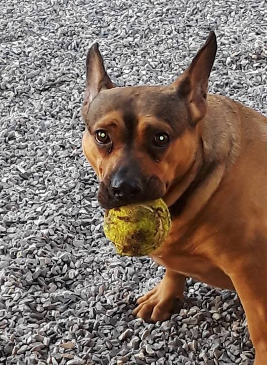 Babs, an adoptable German Shepherd Dog, Basset Hound in Mont Alto, PA, 17237 | Photo Image 5