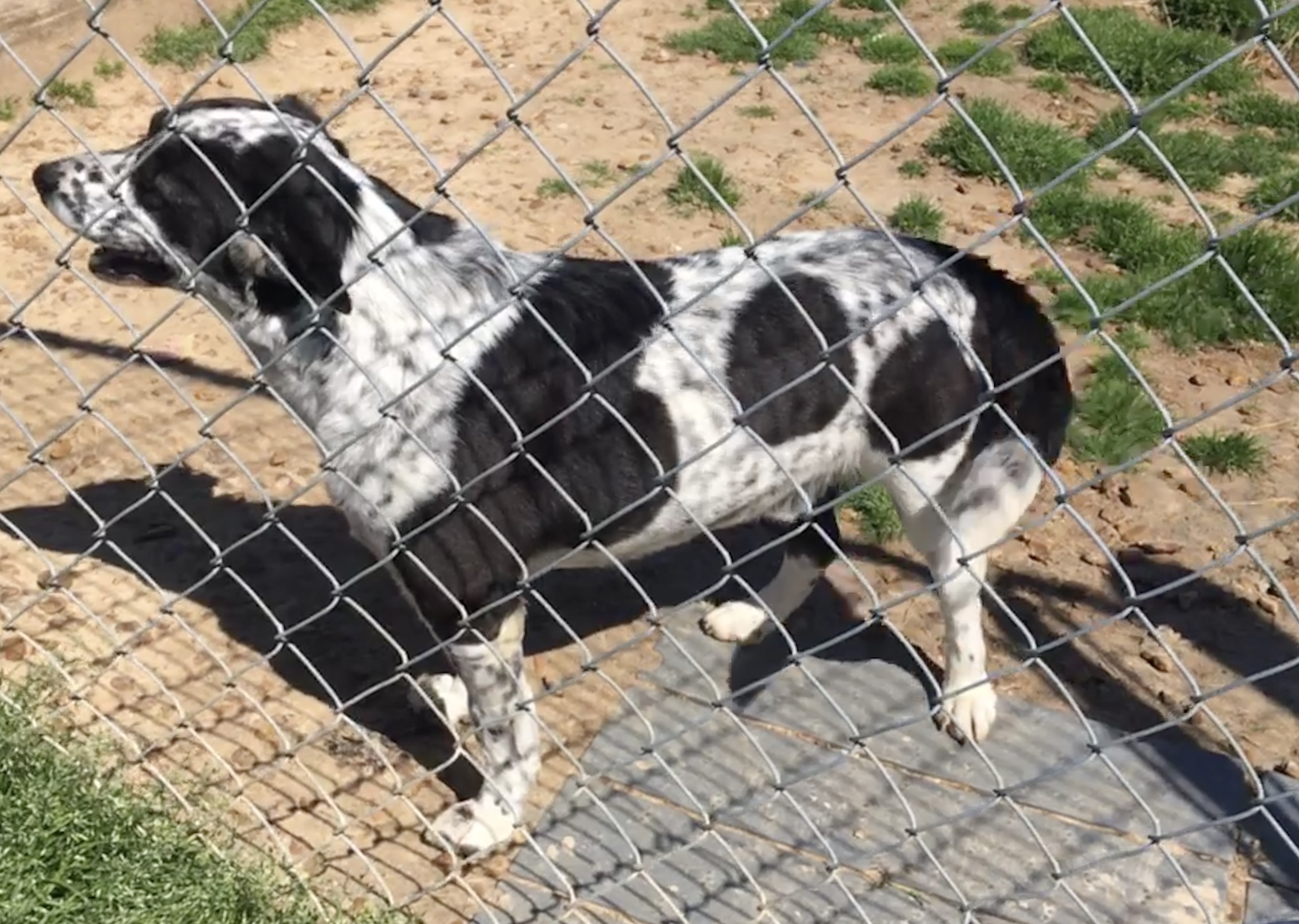 Junior, an adoptable Australian Cattle Dog / Blue Heeler, Beagle in McKenzie, TN, 38201 | Photo Image 2