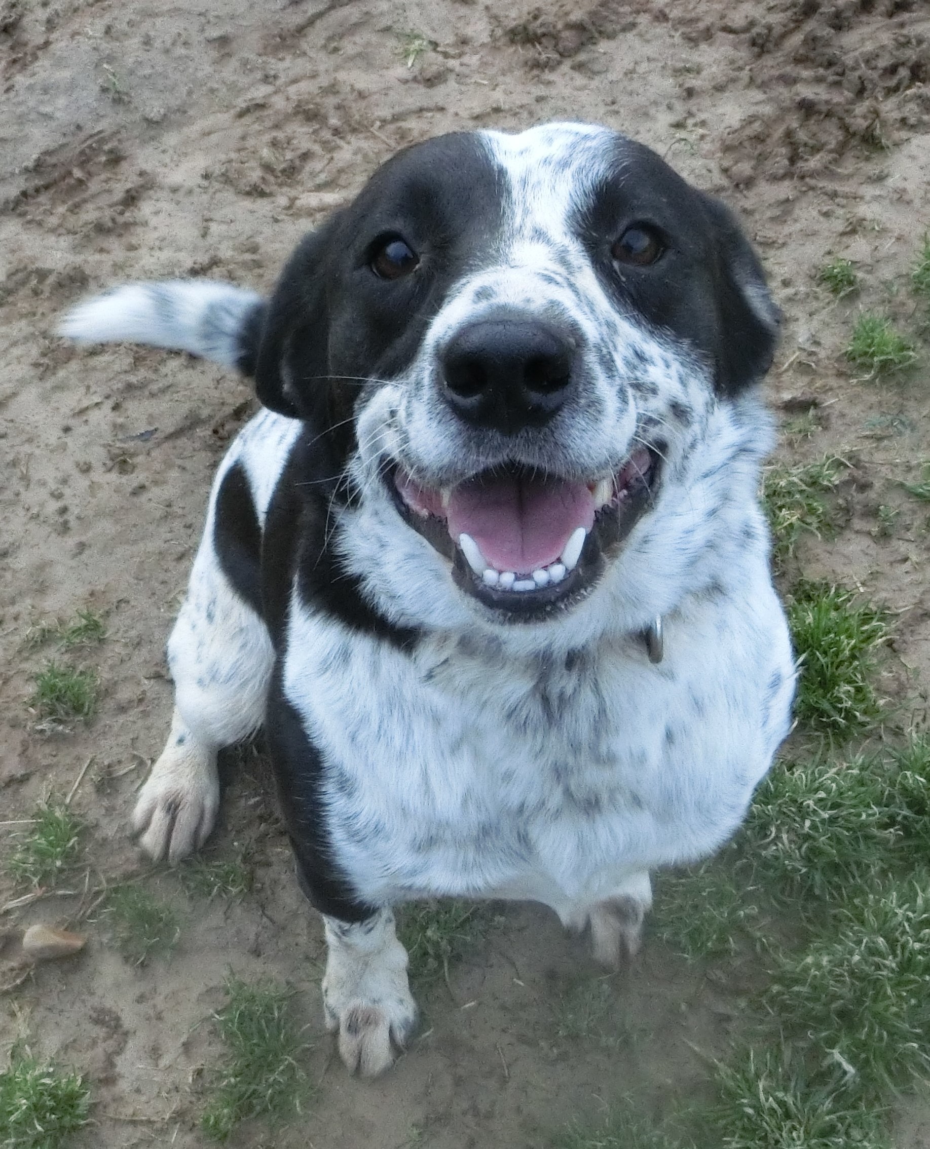 Junior, an adoptable Australian Cattle Dog / Blue Heeler, Beagle in McKenzie, TN, 38201 | Photo Image 5