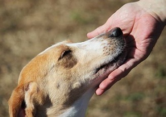 Are You Looking For A Fur-Buddy?, an adoptable Mixed Breed in Hamilton, ON, L8H 4K1 | Photo Image 1