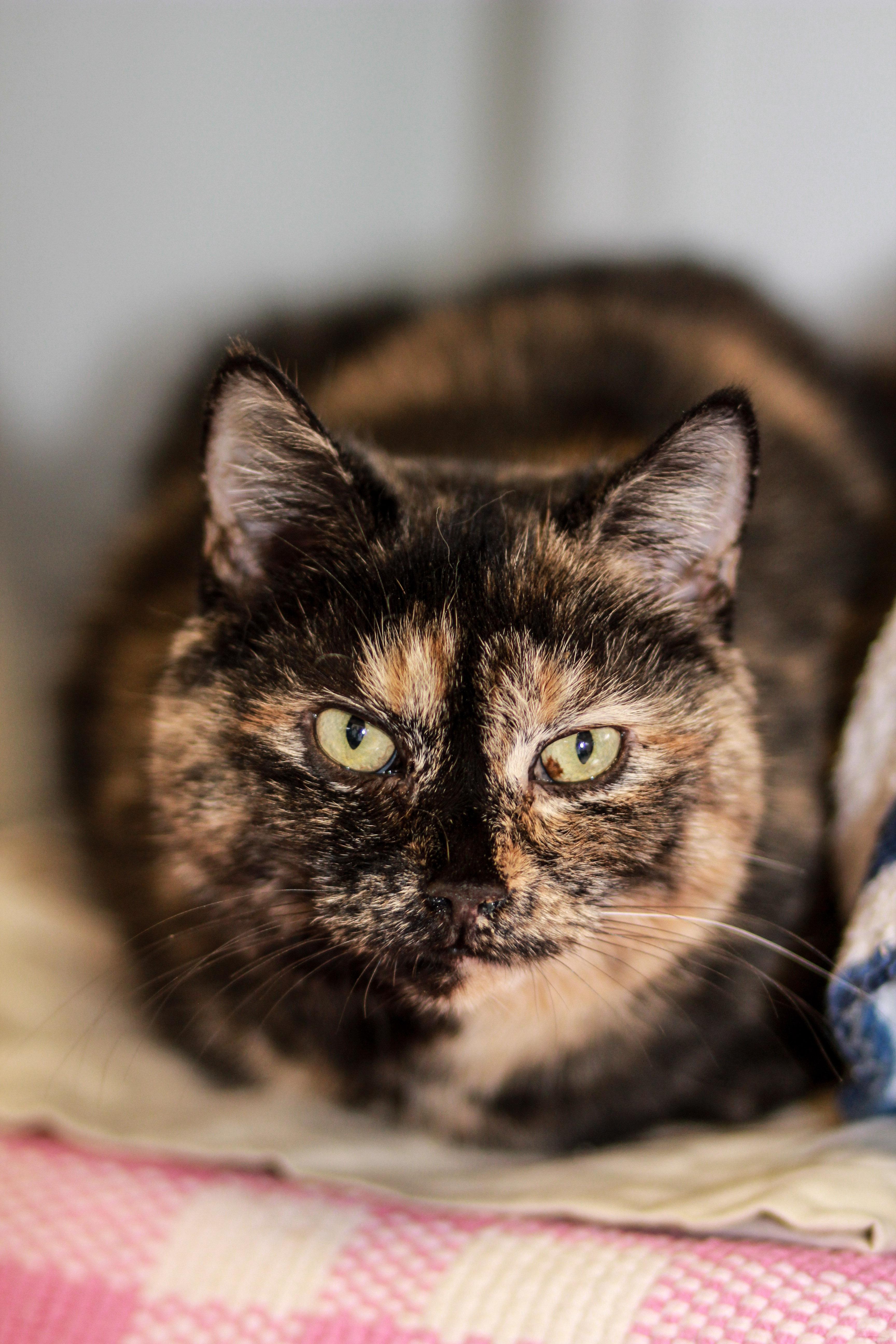 Magpie, an adoptable Tortoiseshell in Berlin, MD, 21811 | Photo Image 1