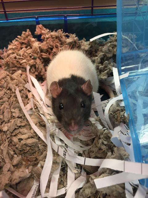 Piper - Male Hooded Rat 1