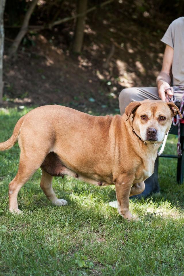 Sarah Lee, an adoptable Pit Bull Terrier in Marion, NC, 28752 | Photo Image 1