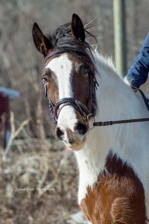 Adopt Kai a Clydesdale, Saddlebred | Male Clydesdale, Saddlebred in ...