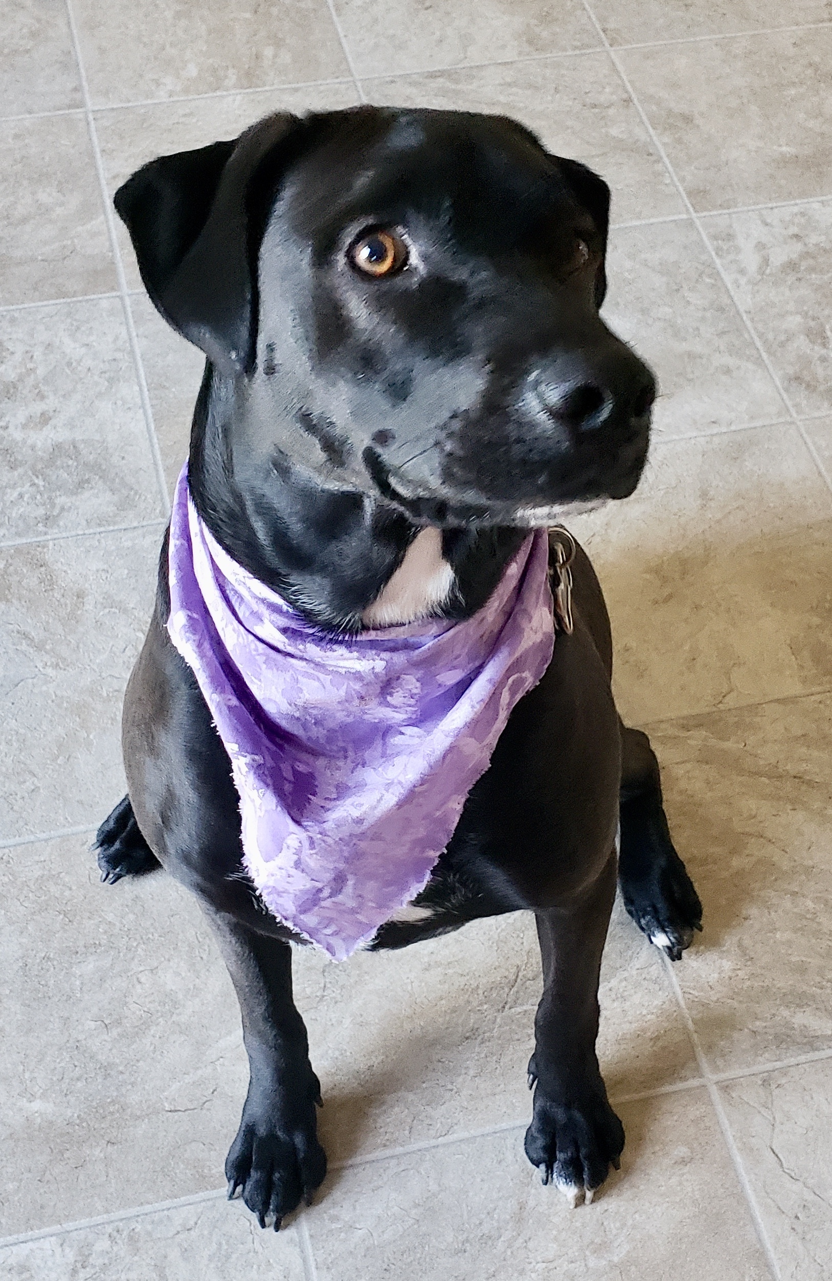 Onyx, an adoptable Black Labrador Retriever, Mixed Breed in Columbia, SC, 29229 | Photo Image 4
