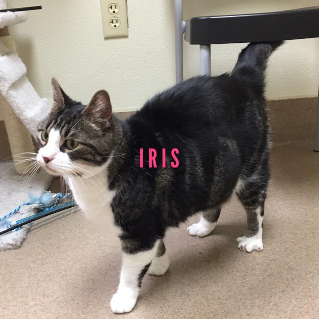Iris - 3 yrs old - Colony Cat