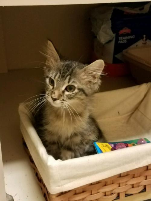 Jessica, an adoptable Domestic Short Hair in Texarkana, TX, 75503 | Photo Image 1