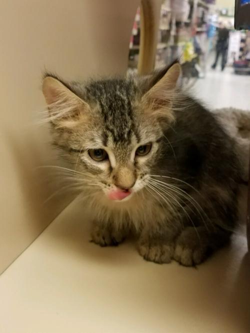 Alfred, an adoptable Domestic Short Hair in Texarkana, TX, 75503 | Photo Image 1