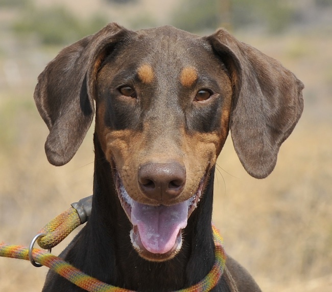Dog for adoption - Rhea, a Doberman Pinscher in Tehachapi, CA | Petfinder