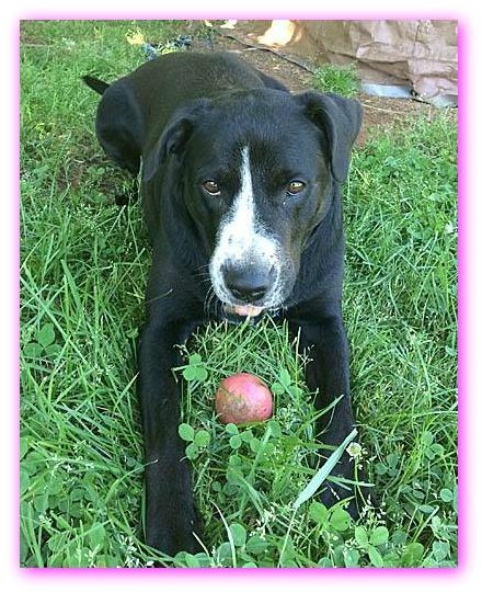 Bella, an adoptable Labrador Retriever in Mount Laurel, NJ, 08054 | Photo Image 1