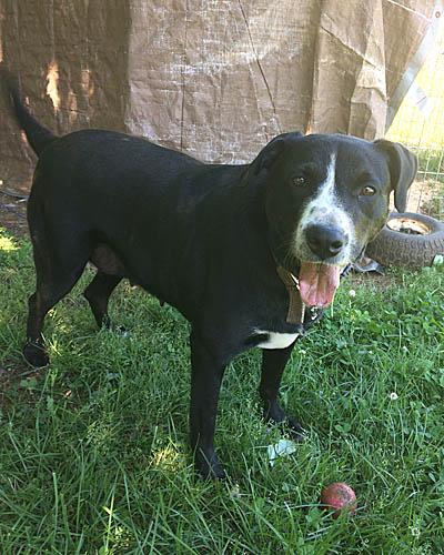 Bella, an adoptable Labrador Retriever in Mount Laurel, NJ, 08054 | Photo Image 2