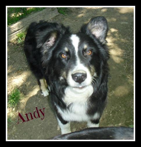 Andy, an adoptable Australian Shepherd in Mount Laurel, NJ, 08054 | Photo Image 1