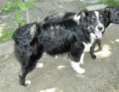 Andy, an adoptable Australian Shepherd in Mount Laurel, NJ, 08054 | Photo Image 2