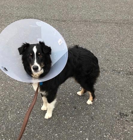 Andy, an adoptable Australian Shepherd in Mount Laurel, NJ, 08054 | Photo Image 3