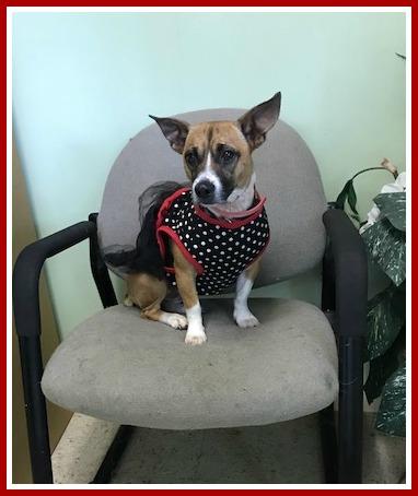 Jill, an adoptable Jack Russell Terrier in Mount Laurel, NJ, 08054 | Photo Image 1