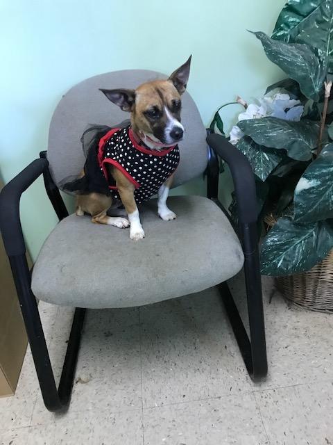 Jill, an adoptable Jack Russell Terrier in Mount Laurel, NJ, 08054 | Photo Image 2