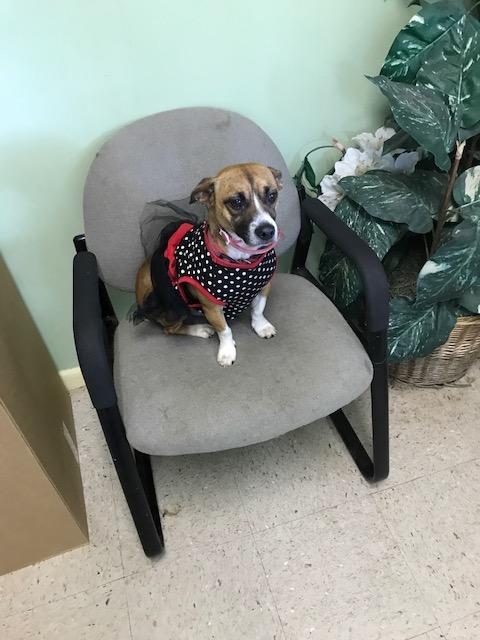 Jill, an adoptable Jack Russell Terrier in Mount Laurel, NJ, 08054 | Photo Image 3