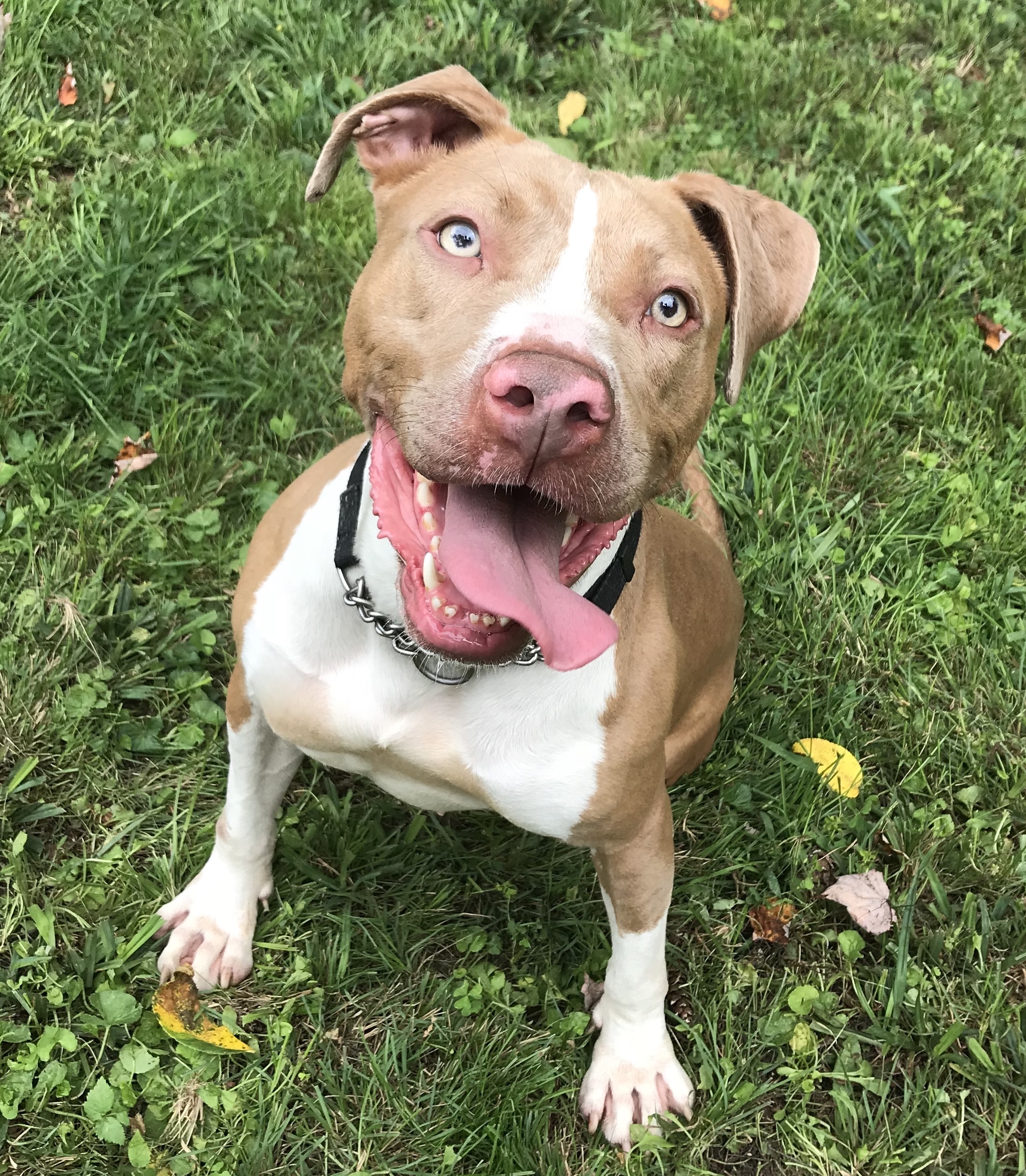 Lady, an adoptable Pit Bull Terrier in Newfoundland, PA, 18445 | Photo Image 2