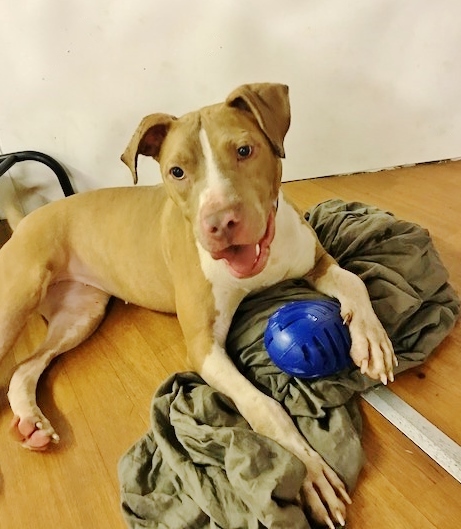 Lady, an adoptable Pit Bull Terrier in Newfoundland, PA, 18445 | Photo Image 1