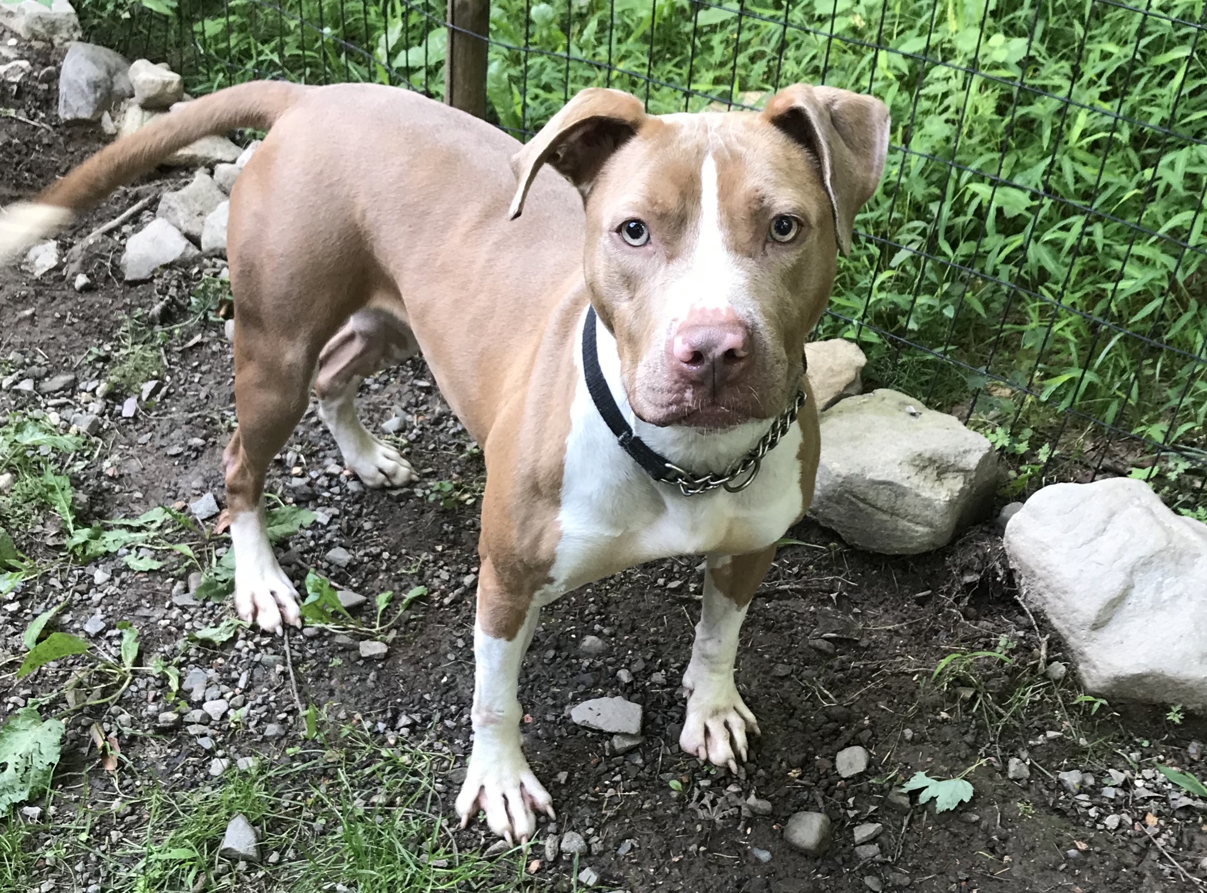 Lady, an adoptable Pit Bull Terrier in Newfoundland, PA, 18445 | Photo Image 4