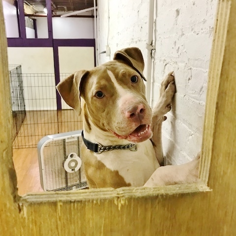 Lady, an adoptable Pit Bull Terrier in Newfoundland, PA, 18445 | Photo Image 5