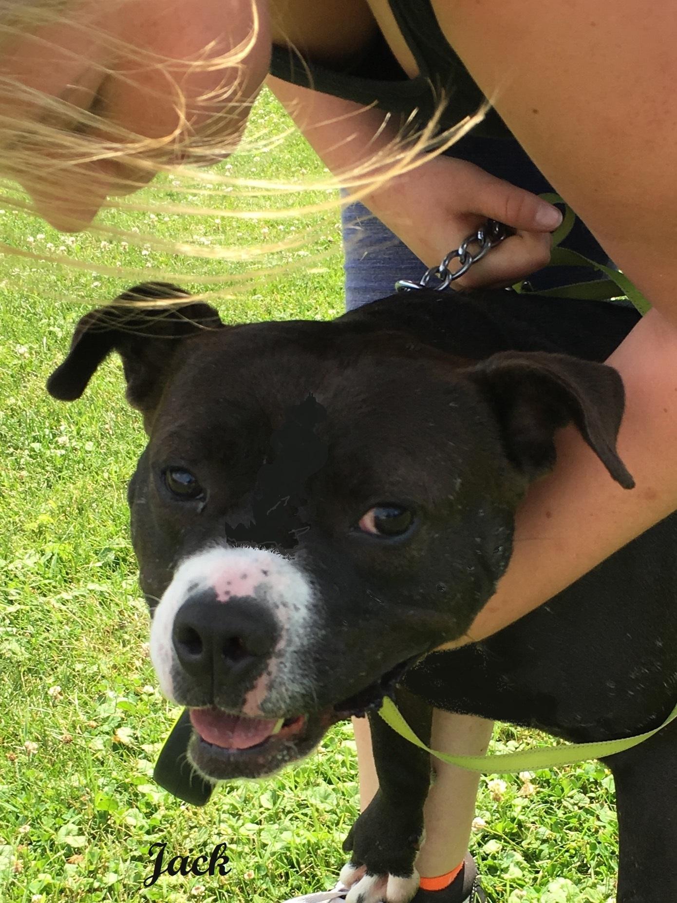 Jack, an adoptable American Staffordshire Terrier in Darlington, MD, 21034 | Photo Image 2