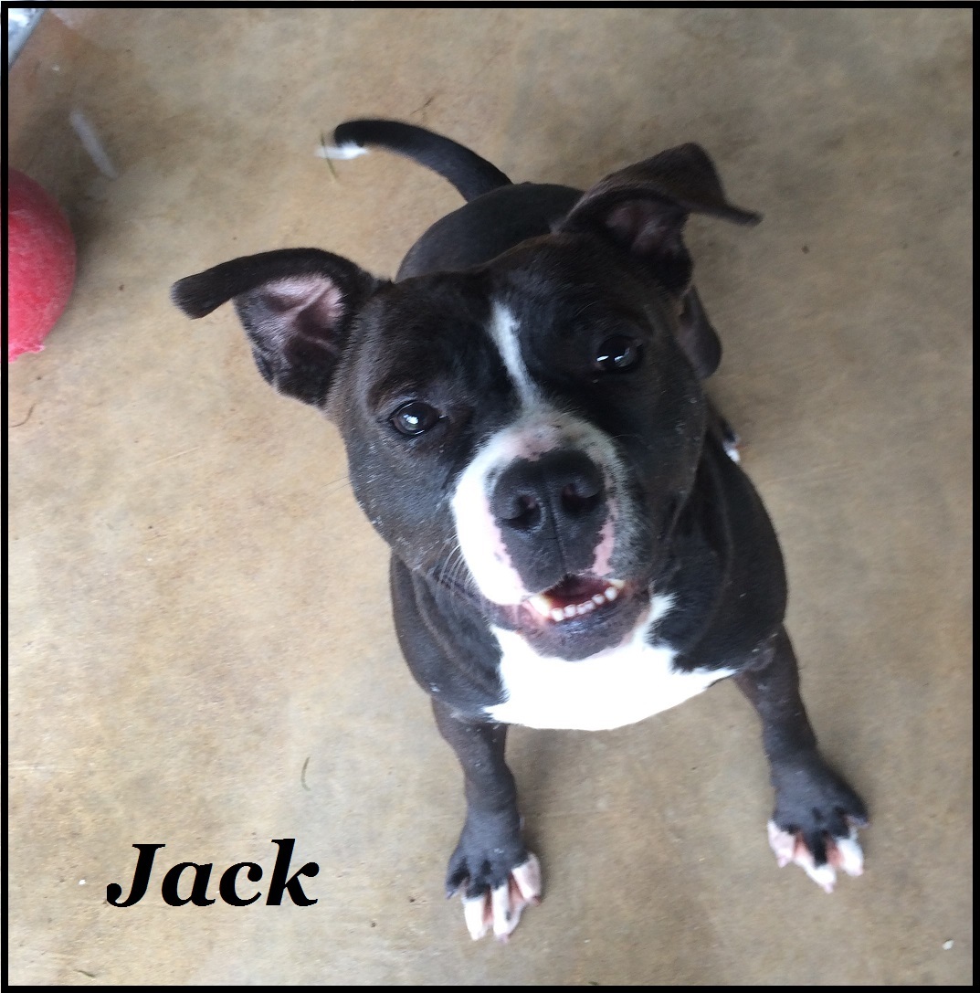 Jack, an adoptable American Staffordshire Terrier in Darlington, MD, 21034 | Photo Image 1