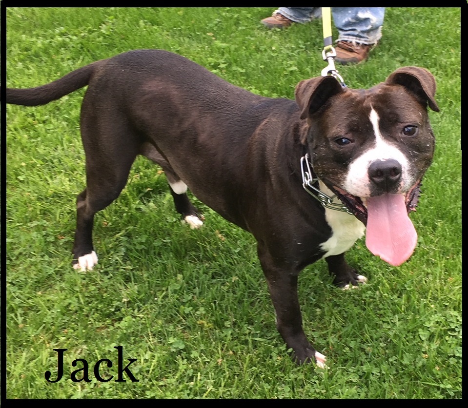 Jack, an adoptable American Staffordshire Terrier in Darlington, MD, 21034 | Photo Image 3