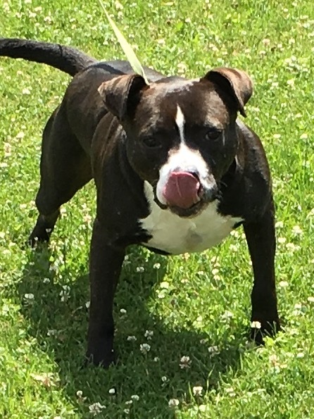 Jack, an adoptable American Staffordshire Terrier in Darlington, MD, 21034 | Photo Image 4