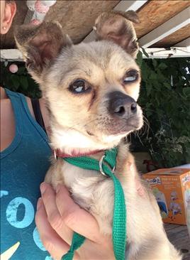 Hyper (Hippo), an adopted Chihuahua in Los Angeles, CA_image-2
