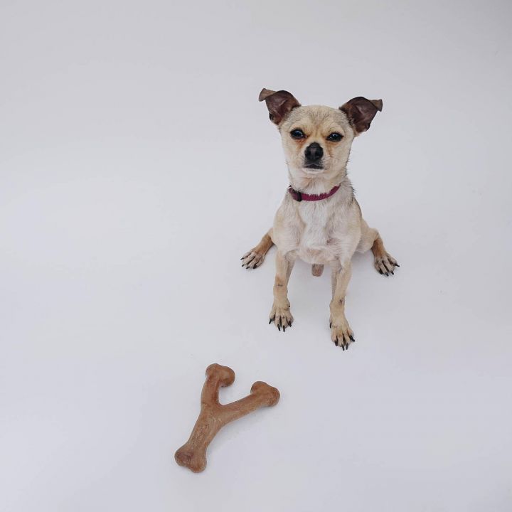 Hyper (Hippo), an adopted Chihuahua in Los Angeles, CA_image-1