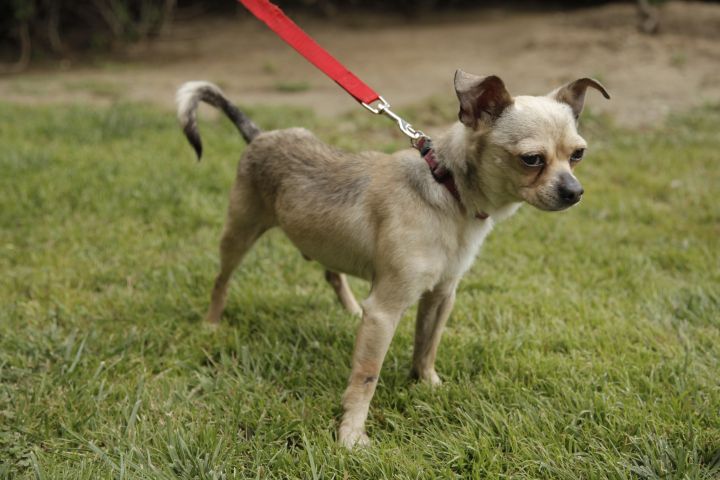 Hyper (Hippo), an adopted Chihuahua in Los Angeles, CA_image-5