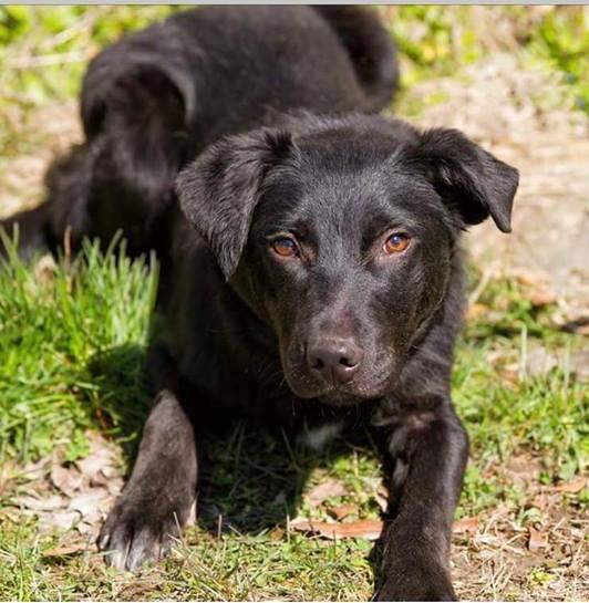 Ramsey, an adoptable Border Collie, Black Labrador Retriever in New Albany, OH, 43054 | Photo Image 1