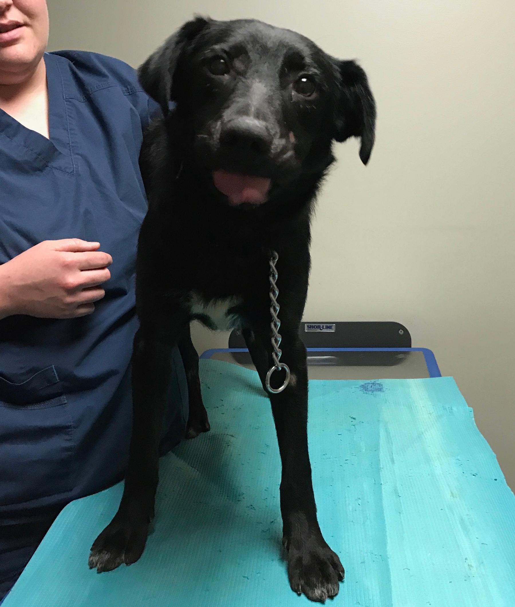 Ramsey, an adoptable Border Collie, Black Labrador Retriever in New Albany, OH, 43054 | Photo Image 2