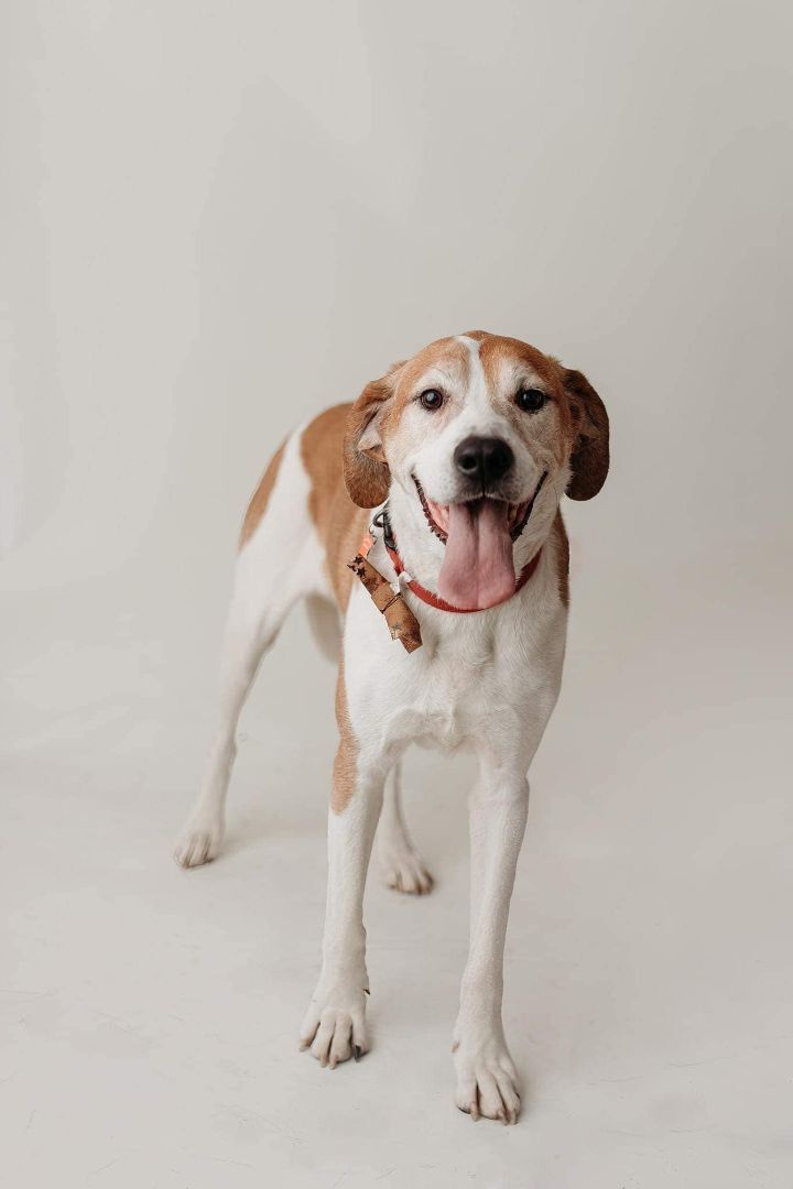 Heath, an adoptable Mixed Breed in Falls Church, VA, 22042 | Photo Image 3