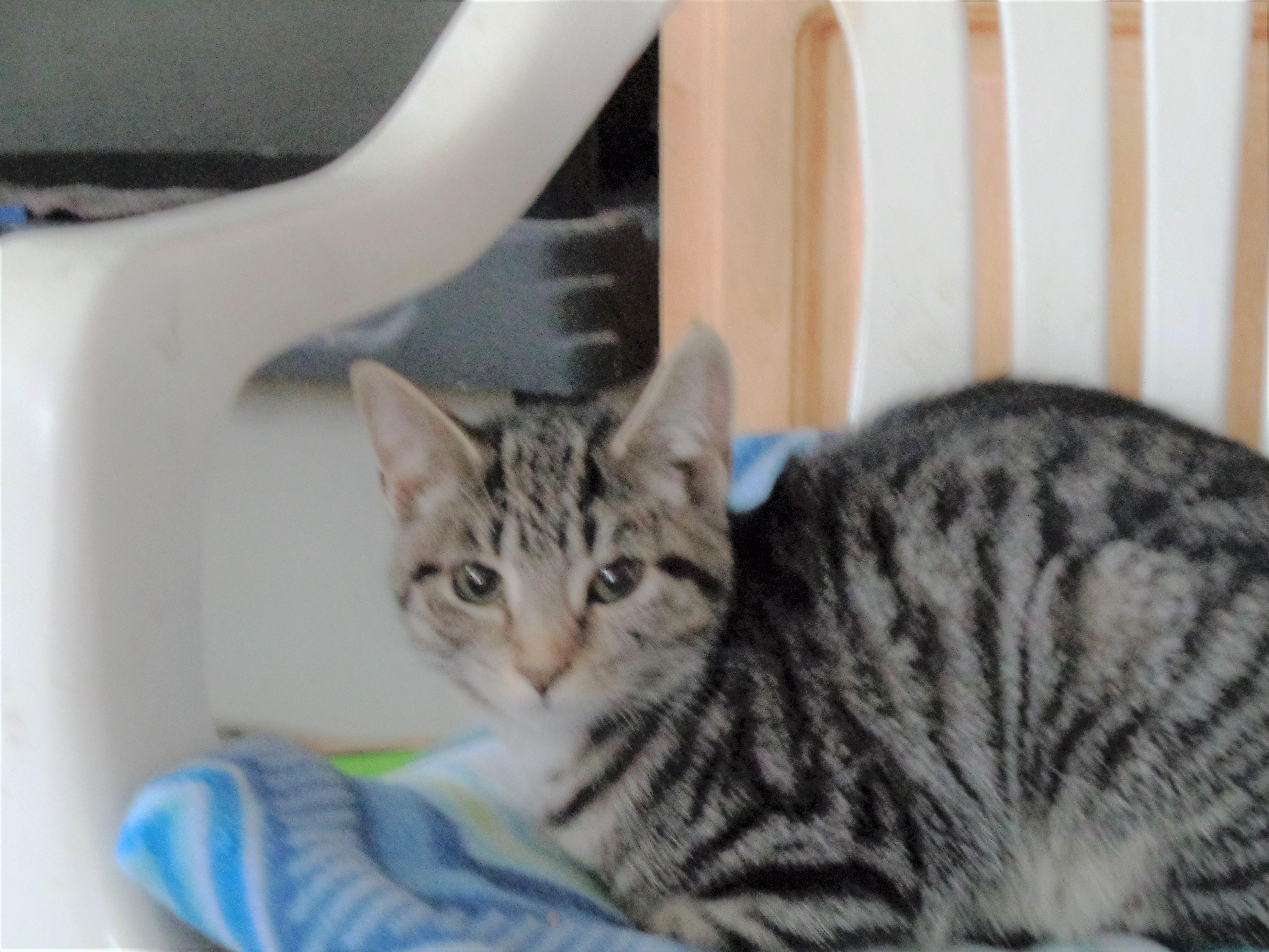 Ciera, an adoptable Domestic Short Hair in Watsontown, PA, 17777 | Photo Image 1