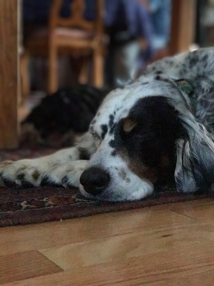 Derry, an adopted English Setter in Kennebunk, ME_image-1