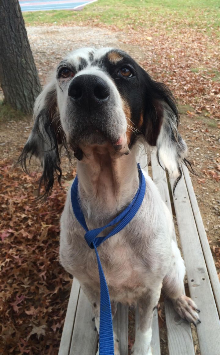 Derry, an adopted English Setter in Kennebunk, ME_image-3