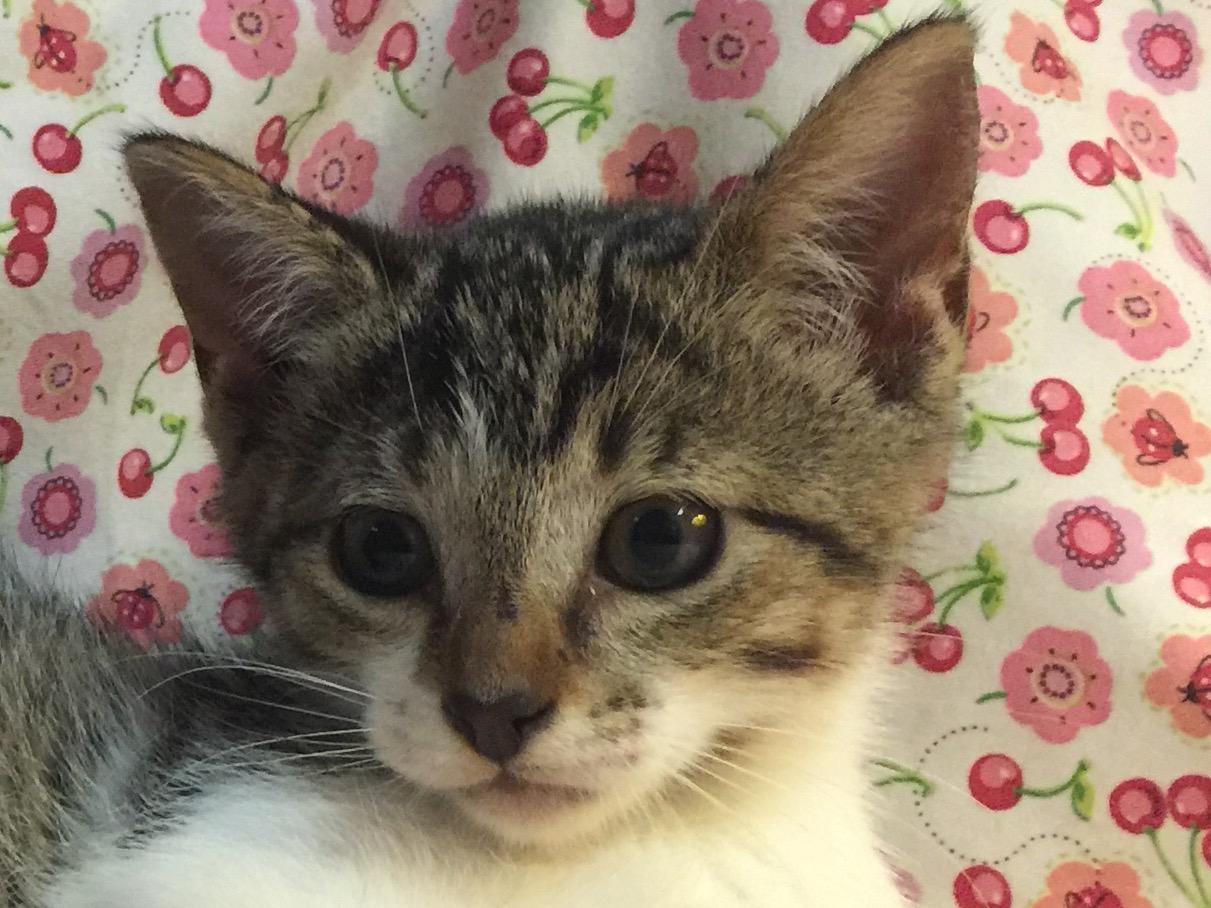 Shyla, an adoptable Domestic Short Hair in Dallas, TX, 75228 | Photo Image 2