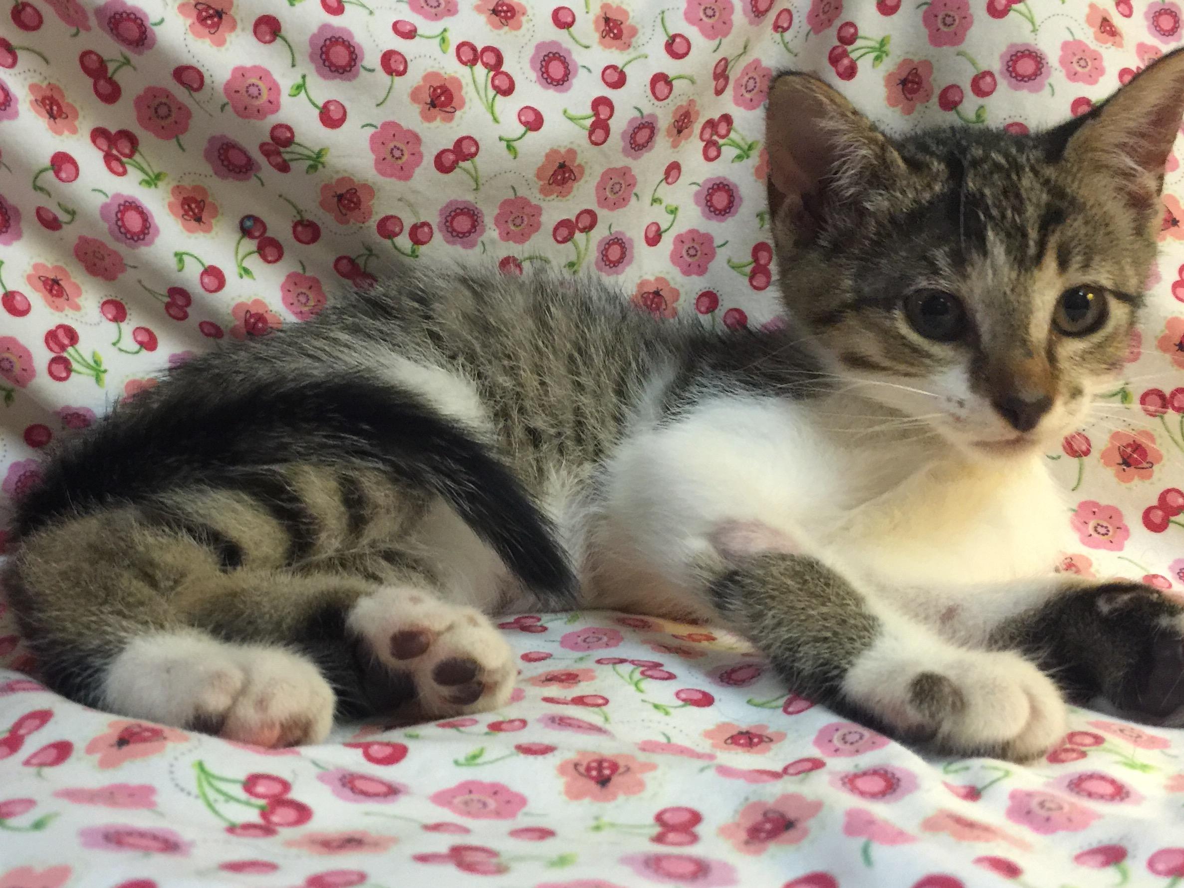 Shyla, an adoptable Domestic Short Hair in Dallas, TX, 75228 | Photo Image 3