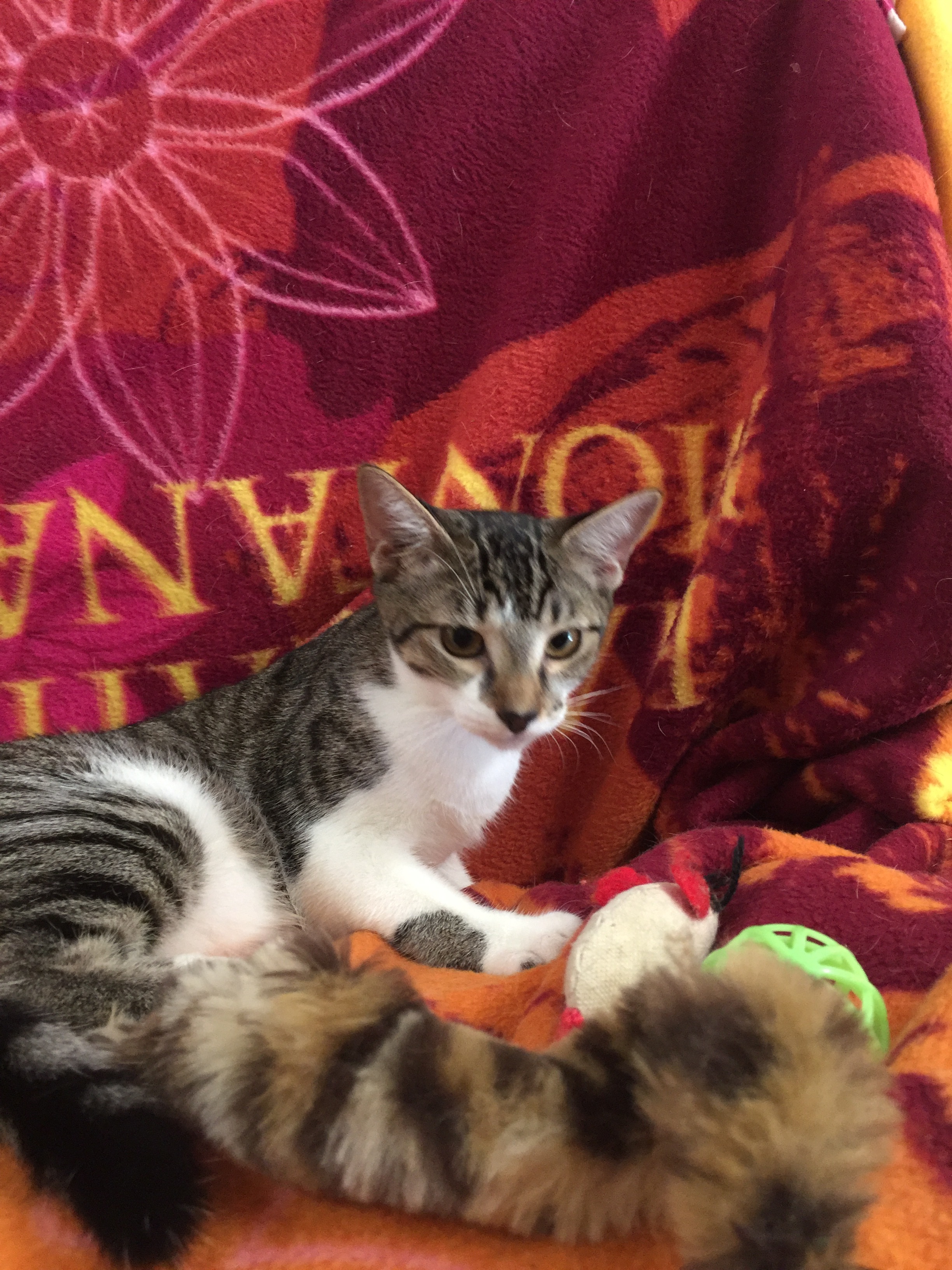 Shyla, an adoptable Domestic Short Hair in Dallas, TX, 75228 | Photo Image 4