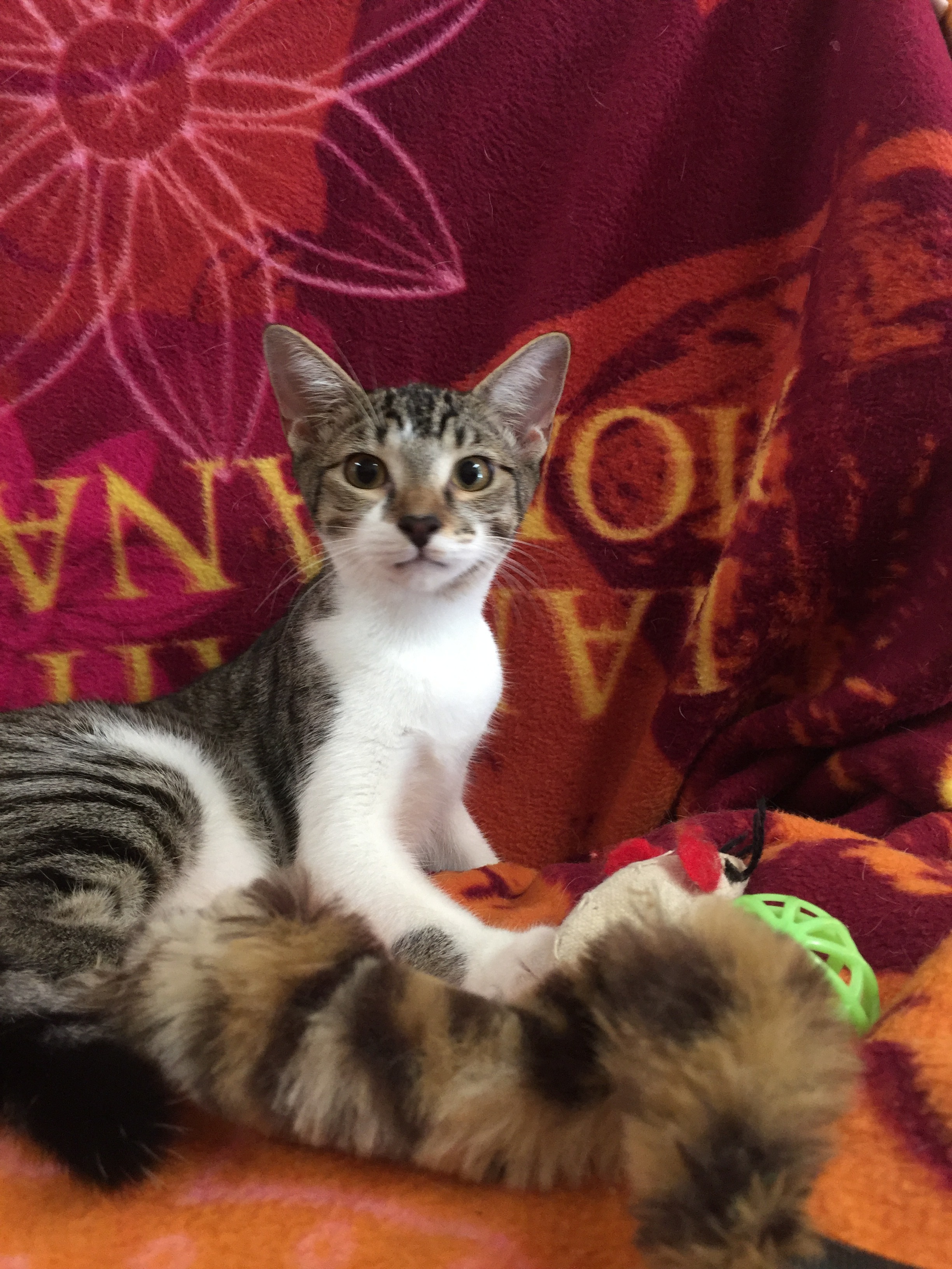 Shyla, an adoptable Domestic Short Hair in Dallas, TX, 75228 | Photo Image 1