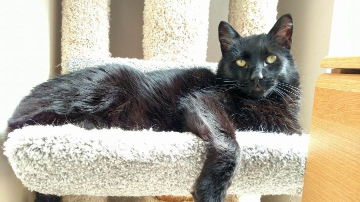 PoPo the Majestic Panther 1